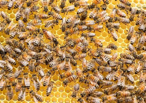 How Long Do Bees Live Beekeeping 101