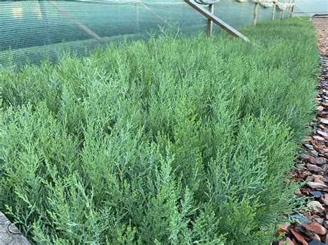 Хвойный дворик-сеянцы,саженцы хвойных, купить по низкой цене