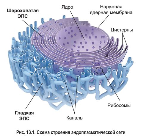 § 13. Одномембранные органоиды: Эндоплазматическая сеть