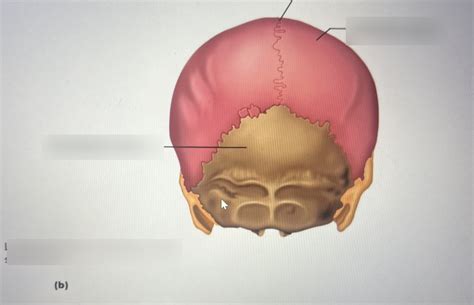 bones and sutures of the skull Diagram | Quizlet