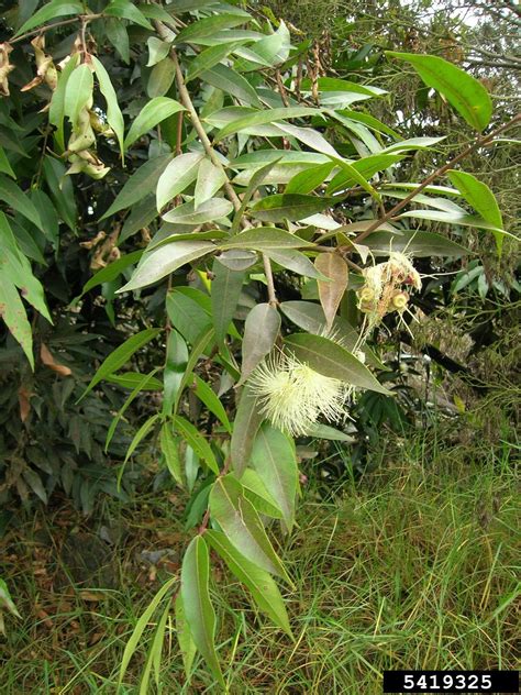 Malabar Plum Syzygium Jambos