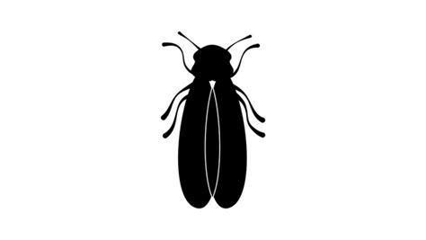 9 Cicada Nymph Stock Vectors And Vector Art Shutterstock