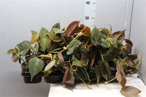 Виды плющевидной лианы филодендрон: Бразил, Сканденс, изящный...