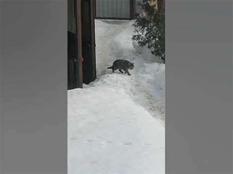 Петровна лезет через забор - YouTube