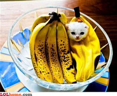 Banana cat