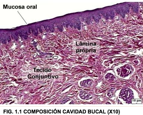 Boca