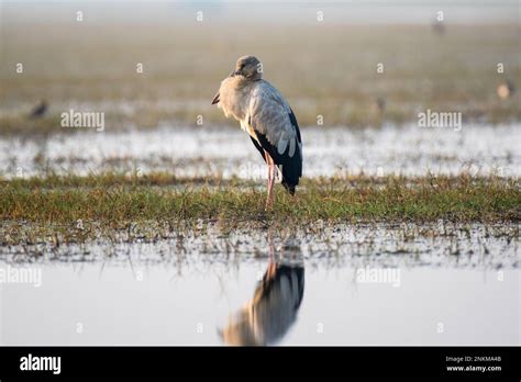 Asian Open Billed Stork Bird Resting In Its Habitat Stock Photo Alamy