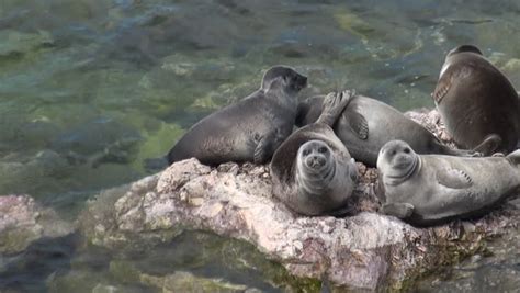 Baikal Seal Endemic To Lake Baikal Image Free Stock Photo Public