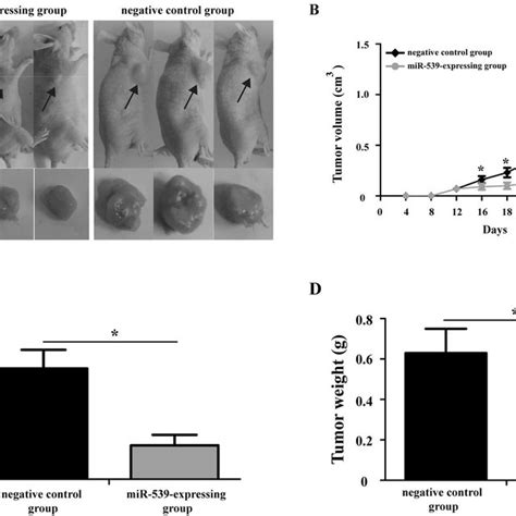 Enforced Expression Of MiR Suppresses Tumor Growth In Nude Mice
