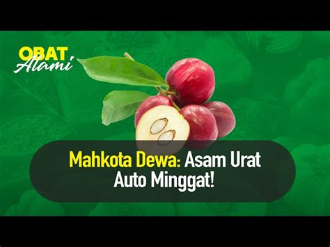 Temukan Manfaat Tersembunyi Buah Mahkota Dewa Yang Jarang Diketahui