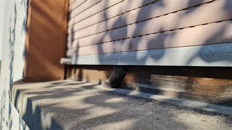 nobody sees me : r/CatsBeingCats