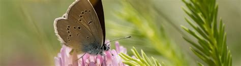 Pourquoi La Biodiversité A Varié Au Cours Du Temps Klorane