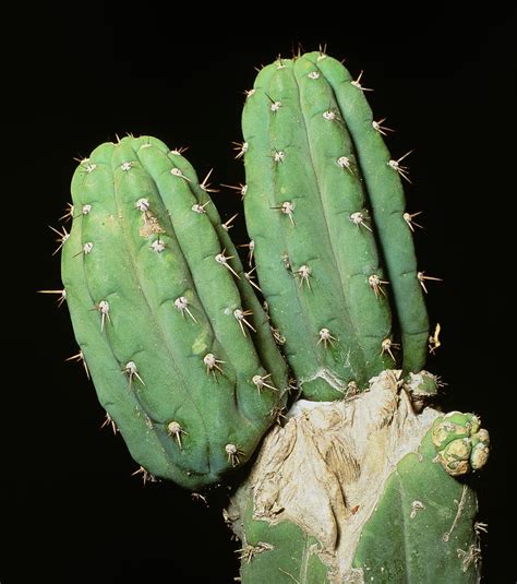 Hallucinogenic San Pedro Cactus Ecuador Photograph By Sinclair