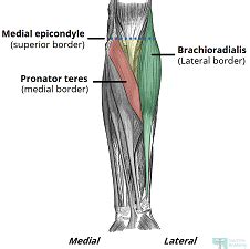 Antecubital Fossa | Definition, Anatomy & Regions - Lesson | Study.com