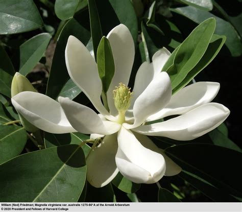 Magnolia virginiana - Trees and Shrubs Online