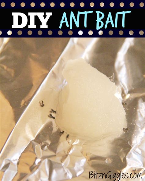 diy ant baits