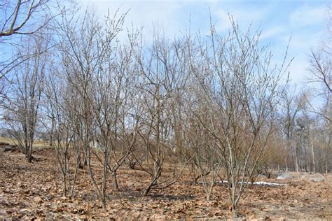 Gathering Pussy Willows At My Farm The Martha Stewart Blog