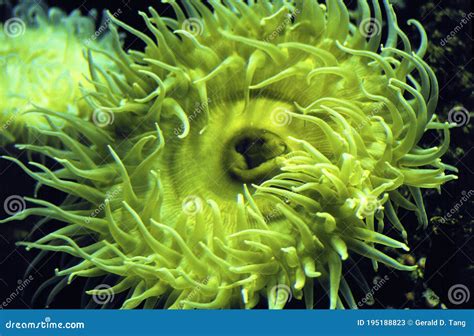 Green Anemone 53508 Stock Image Image Of Giant Tidepool 195188823