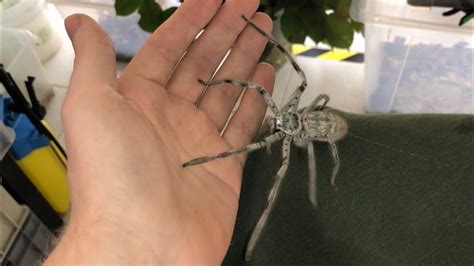 Giant Australian Huntsman Spider