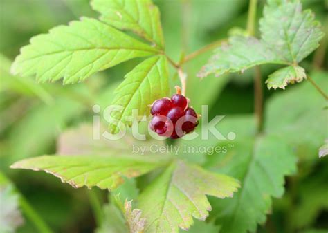 Rubus Arcticus Stock Photo – Royalty-Free Images | FreeImages