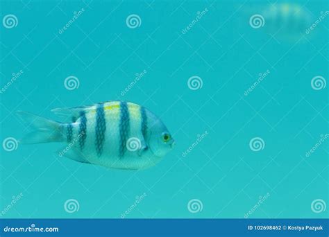 Striped Fish In Deep Blue Water Stock Photo Image Of Arracuda