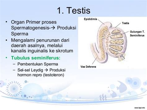 Sistem Reproduksi Pria