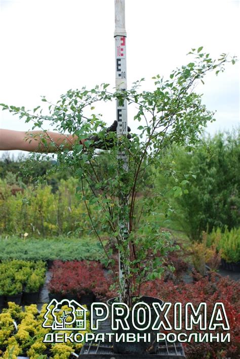 Спірея Вангутта, Spiraea vanhouttei ціна, купити Київ, догляд, посадка ...