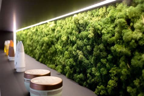 Как сделать стабилизированный мох своими руками в домашних условиях ...