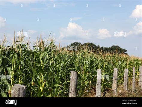 Green Corn Field Stock Photo Alamy