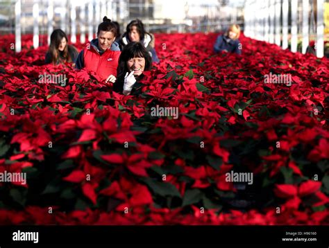 Employees pentland plants garden centre hi-res stock photography and ...