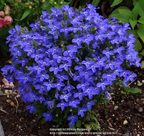 Photo of the entire plant of Lobelia (Lobelia erinus 'Riviera Midnight ...