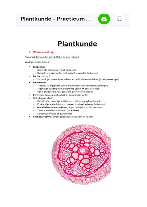 Plantkunde Nothing Practicum Basisobservaties Cytologie