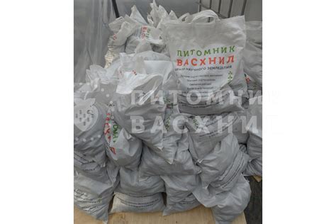 Картофель семенной Свитанок Киевский купить оптом и в розницу ...