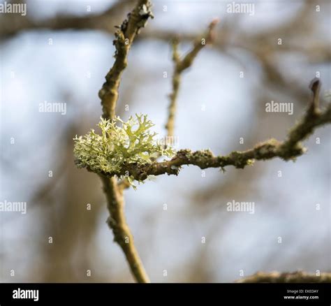 Attractive Close Up Image Of Textured Fruticose Lichen Macrolichen On