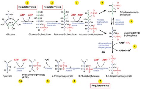 steps  glycolysis diagram quizlet