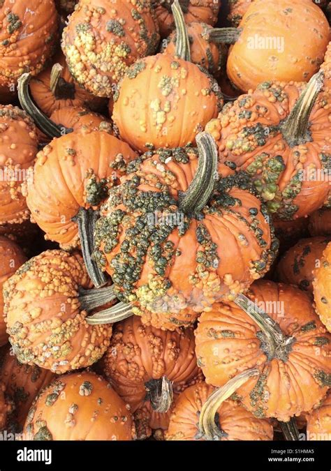 Heirloom Pumpkin Hi Res Stock Photography And Images Alamy