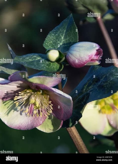 Helleborus Glenda’s Gloss is an evergreen herbaceous perennial ...