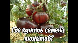 Томат Манго Джанго: отзывы, описание сорта, фото, видео, отзывы ...