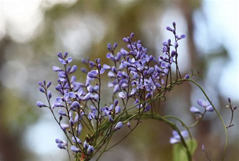 Blue Flowers Of The Australian Native Climber The Love Creeper