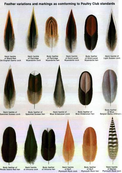 Feather Types Chart For Chickens