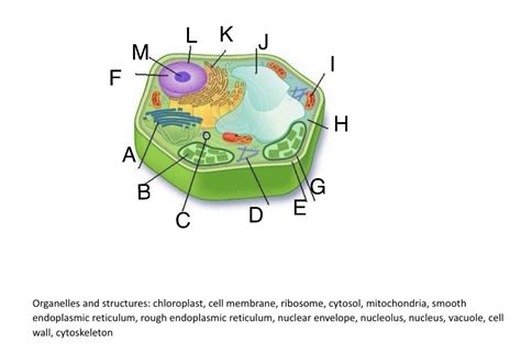 Solved Organelles And Structures Chloroplast Cell Chegg