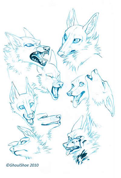 Canine Expressions by CanisAlbus on DeviantArt