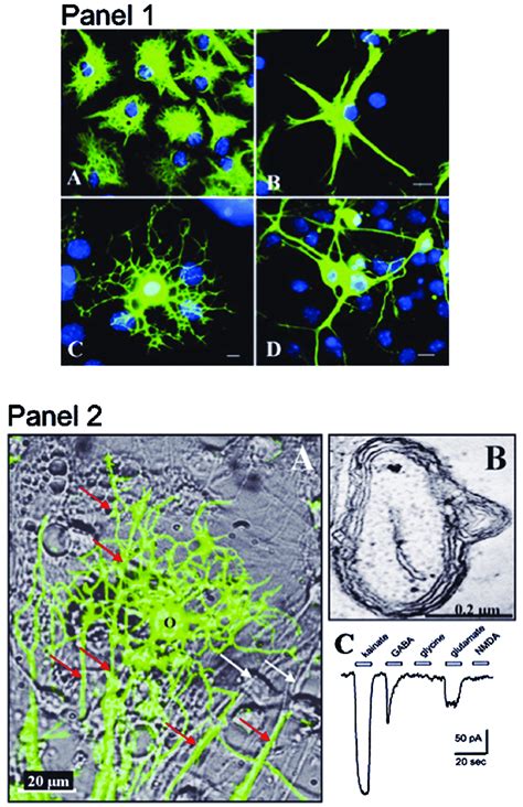 Embryonic stem (ES) cells differentiate into the principle types of ...
