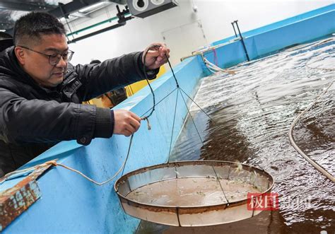 设施渔业助力繁种育苗，“海鲜陆养”掀起水产春耕热潮 荆楚网 湖北日报网