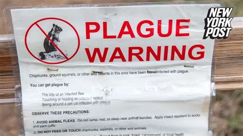 Us Patient Dead From Bubonic Plague As Concerns Rise Over ‘ongoing Risk Of Rodent Borne Disease