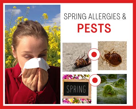 Spring Allergies & Pests 2023 | Sydneys Best Pest Control 1800 819 189