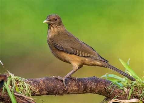 S Mbolos Patrios De Costa Rica Cu Ntos Y Cu Les Son Los Que