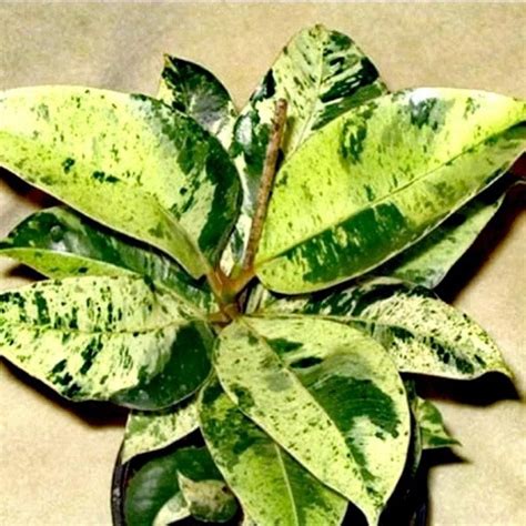 Фикус Шривериана: описание сорта, характеристики, особенности посадки и ...