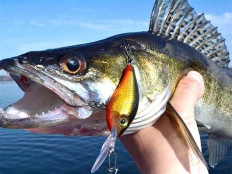 Лучшие воблеры для ловли судака - Рыбалка и рыбаки