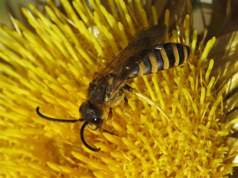 Halictus Scabiosae Male Halictidae Sweat Bees Simon Oliver Flickr